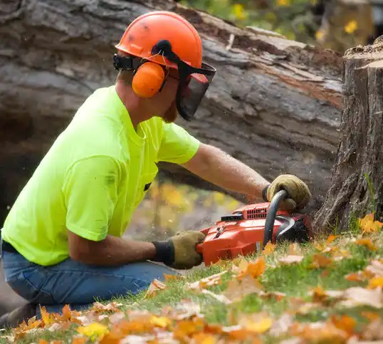 tree services Brielle